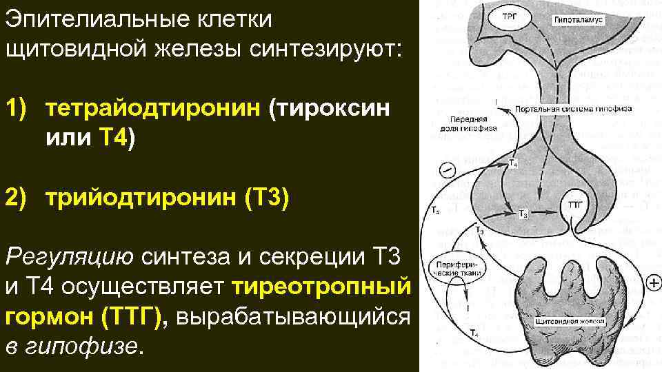 Эпителиальные клетки щитовидной железы синтезируют: 1) тетрайодтиронин (тироксин или Т 4) 2) трийодтиронин (Т