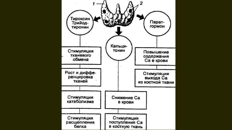 Что включает схема исследования мочевыделительной системы