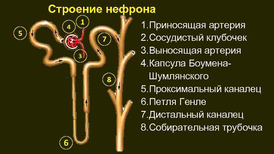 Петля нефрона