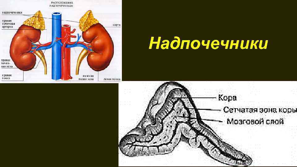 Афо надпочечников. Врожденная дисфункция коры надпочечников у детей фото. Надпочечники где находятся у человека и как болит.