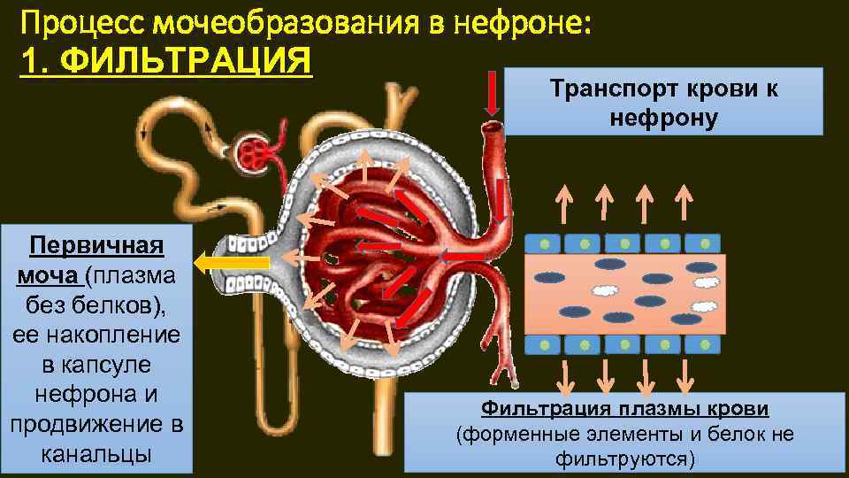 Опишите работу нефрона по следующему плану как плазма крови