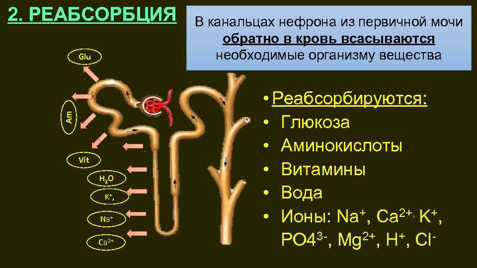 2. РЕАБСОРБЦИЯ Am Glu Vit H 2 O K+, Na+ Ca 2+ В канальцах
