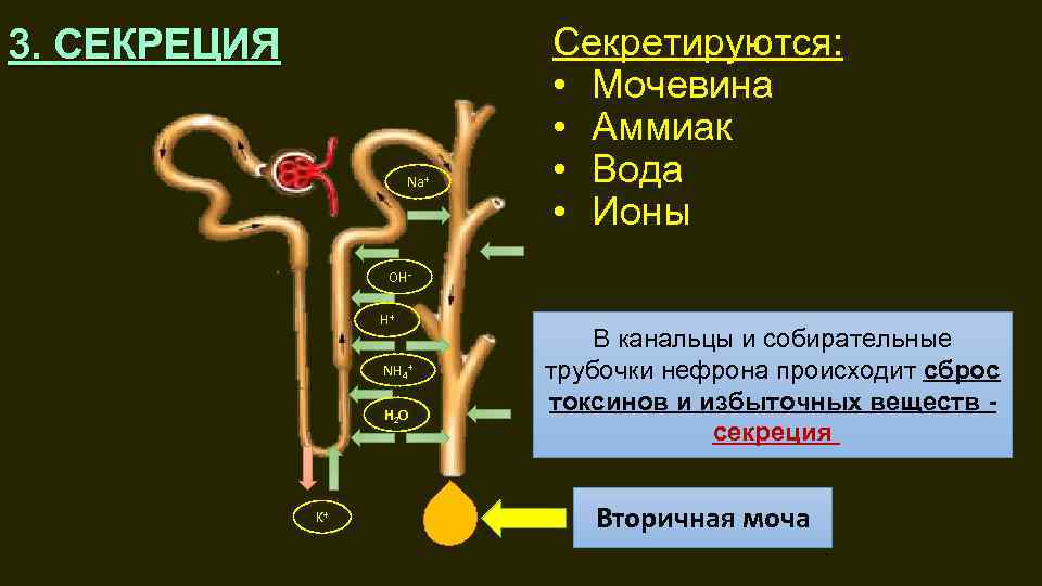3. СЕКРЕЦИЯ Na+ Секретируются: • Мочевина • Аммиак • Вода • Ионы OHH+ NH