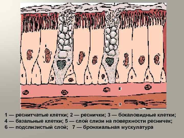 Мерцательный строение