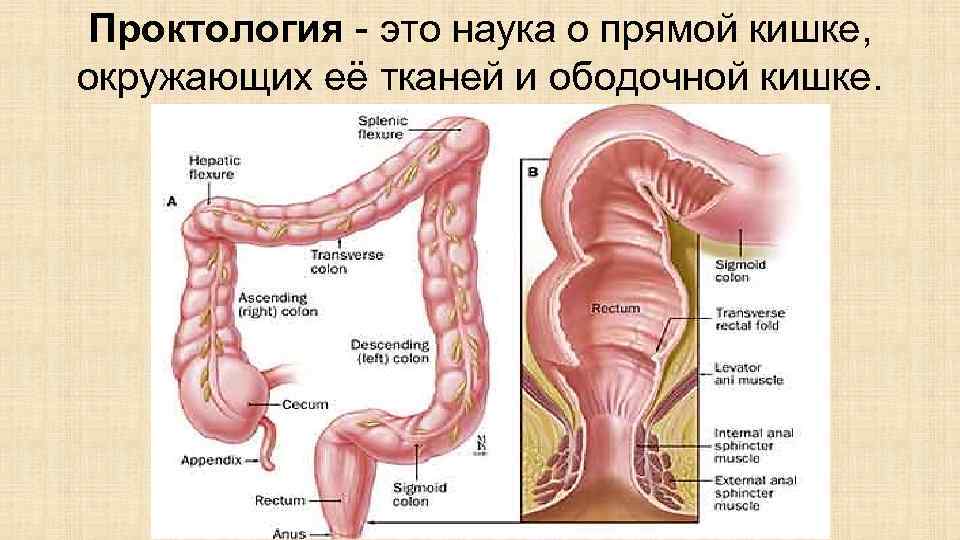 Сосудистый рисунок смазан в прямой кишке что это значит