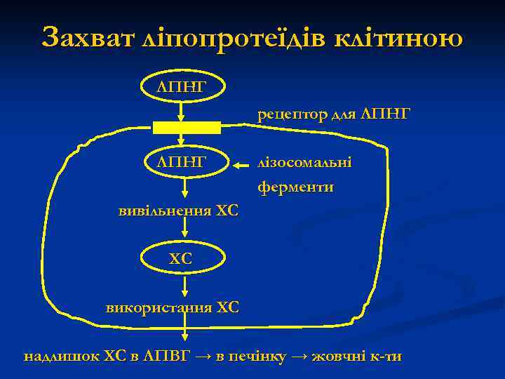 Захват ліпопротеїдів клітиною ЛПНГ рецептор для ЛПНГ лізосомальні ферменти вивільнення ХС ХС використання ХС