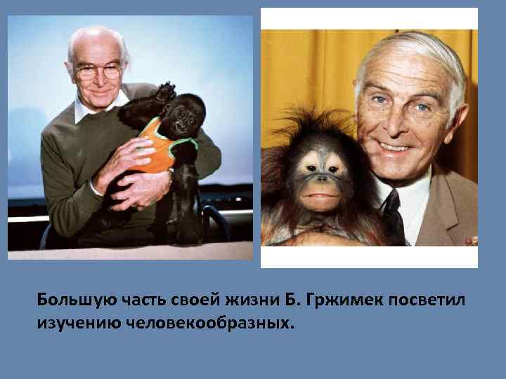Большую часть своей жизни Б. Гржимек посветил изучению человекообразных. 