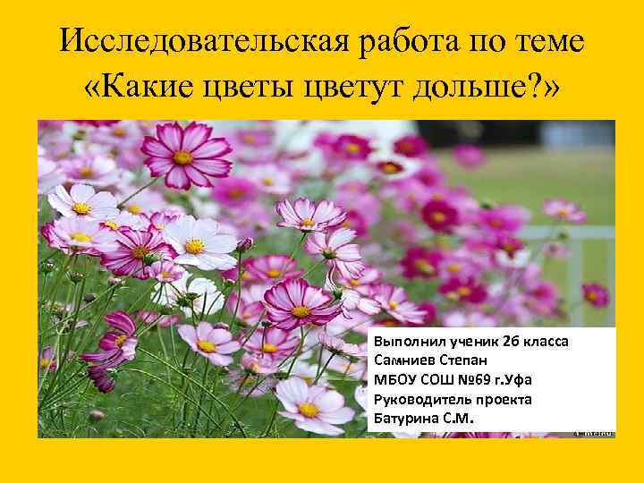 Исследовательская работа по теме «Какие цветы цветут дольше? » Выполнил ученик 2 б класса