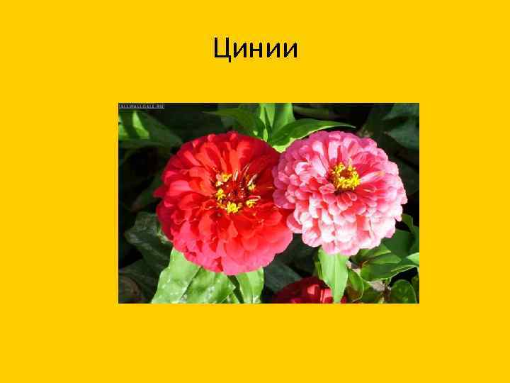 Цинии 