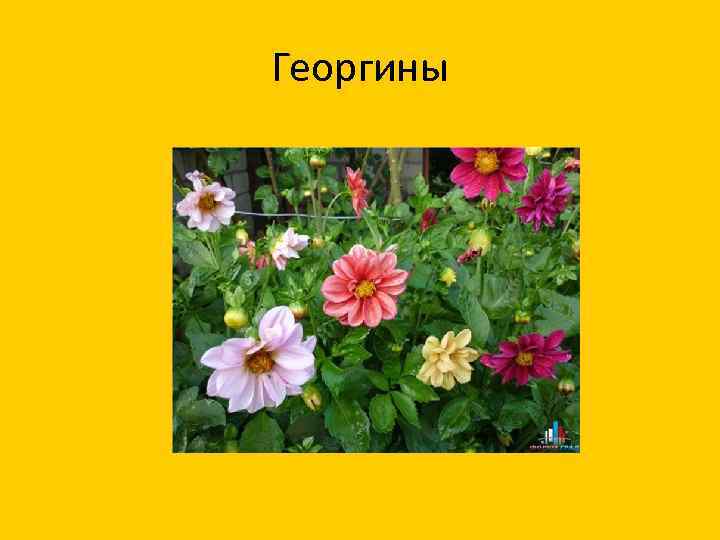 Георгины 