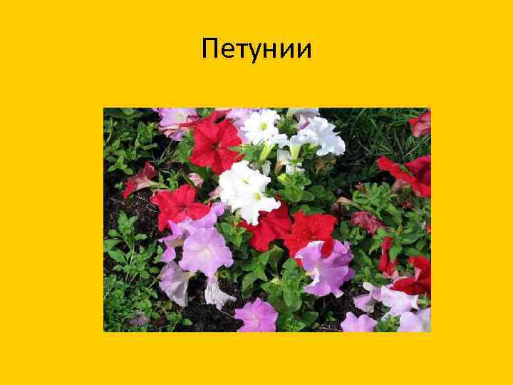 Петунии 