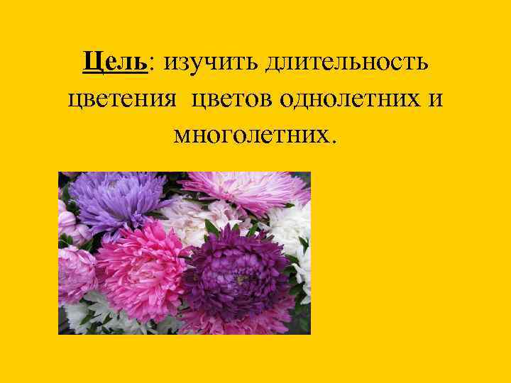 Цель: изучить длительность цветения цветов однолетних и многолетних. 