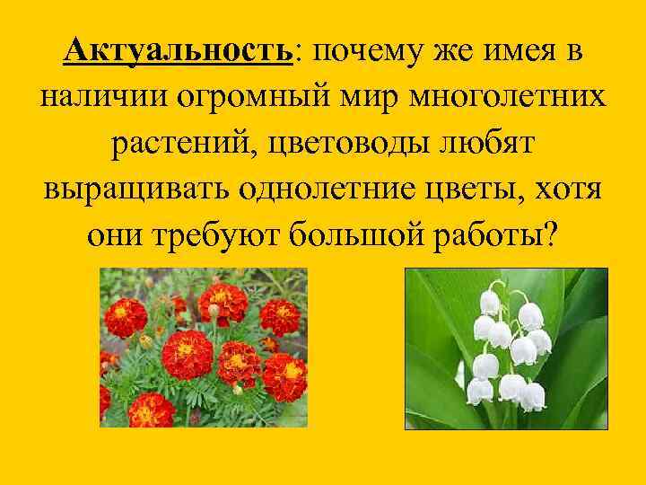 Актуальность: почему же имея в наличии огромный мир многолетних растений, цветоводы любят выращивать однолетние
