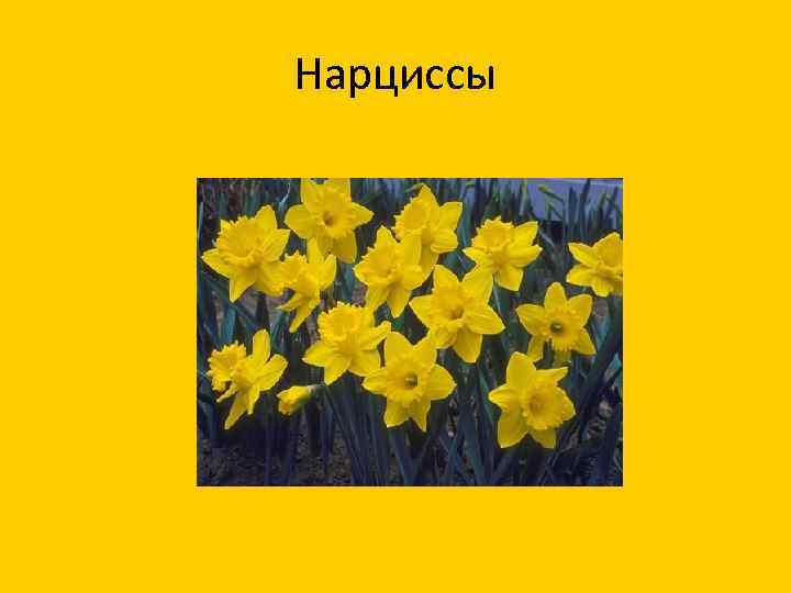 Нарциссы 