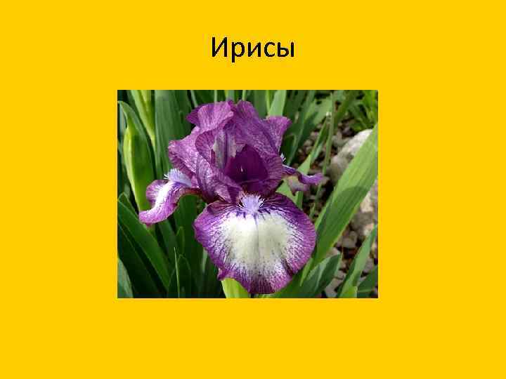 Ирисы 