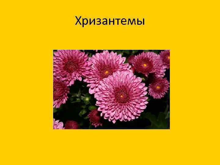 Хризантемы 