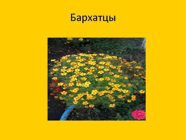 Бархатцы 