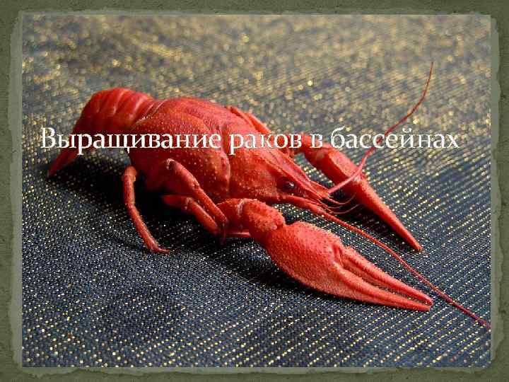 Выращивание раков в бассейнах 