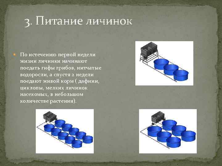 3. Питание личинок По истечению первой недели жизни личинки начинают поедать гифы грибов, нитчатые