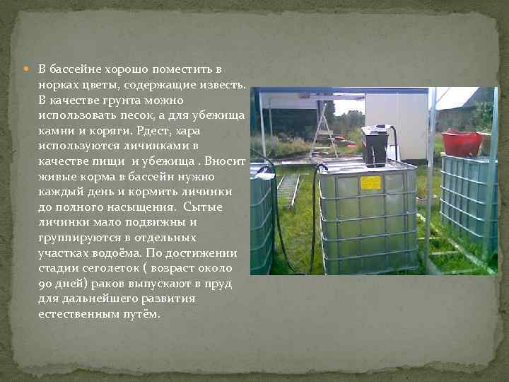  В бассейне хорошо поместить в норках цветы, содержащие известь. В качестве грунта можно