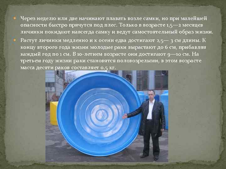  Через неделю или две начинают плавать возле самки, но при малейшей опасности быстро