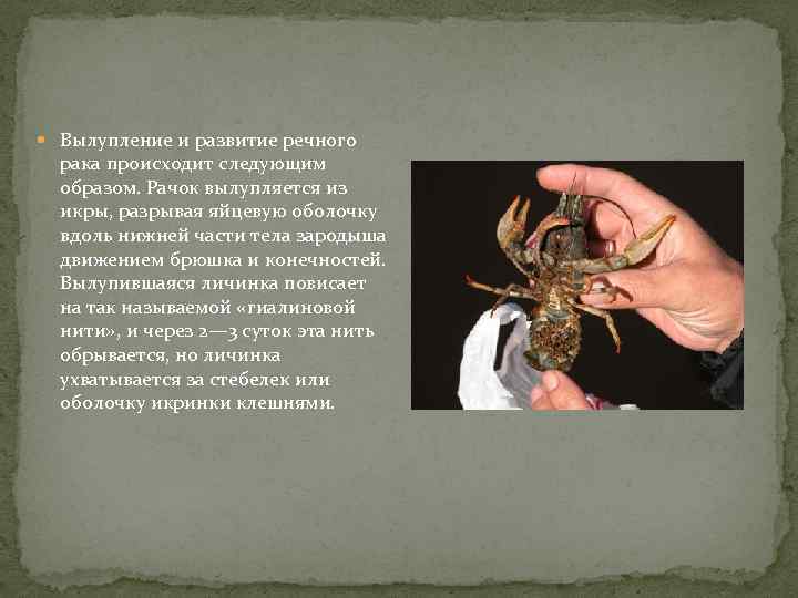  Вылупление и развитие речного рака происходит следующим образом. Рачок вылупляется из икры, разрывая