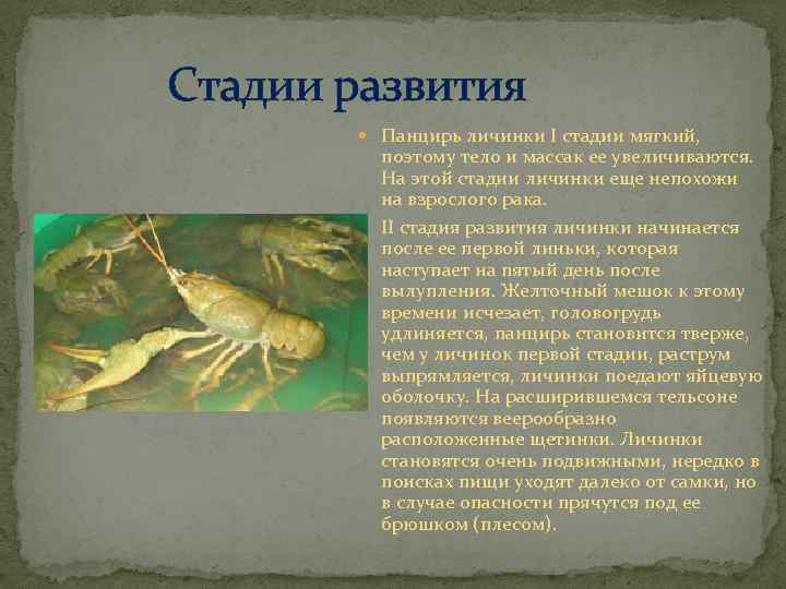 Стадии развития Панцирь личинки I стадии мягкий, поэтому тело и массак ее увеличиваются. На