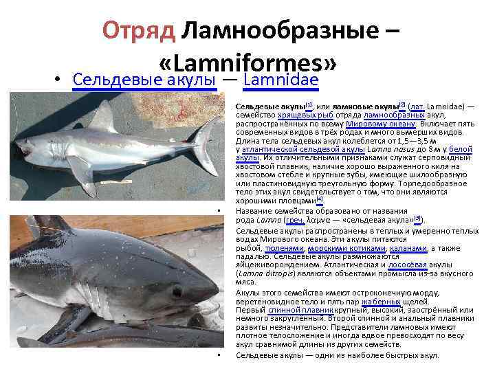 Отряд Ламнообразные – «Lamniformes» • Сельдевые акулы — Lamnidae • • • Сельдевые акулы[1],