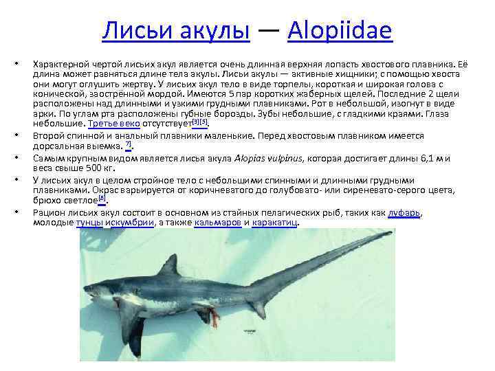 Лисьи акулы — Alopiidae • • • Характерной чертой лисьих акул является очень длинная