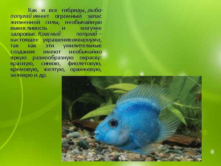  Как и все гибриды, рыбапопугай имеет огромный запас жизненной силы, необычайную выносливость и