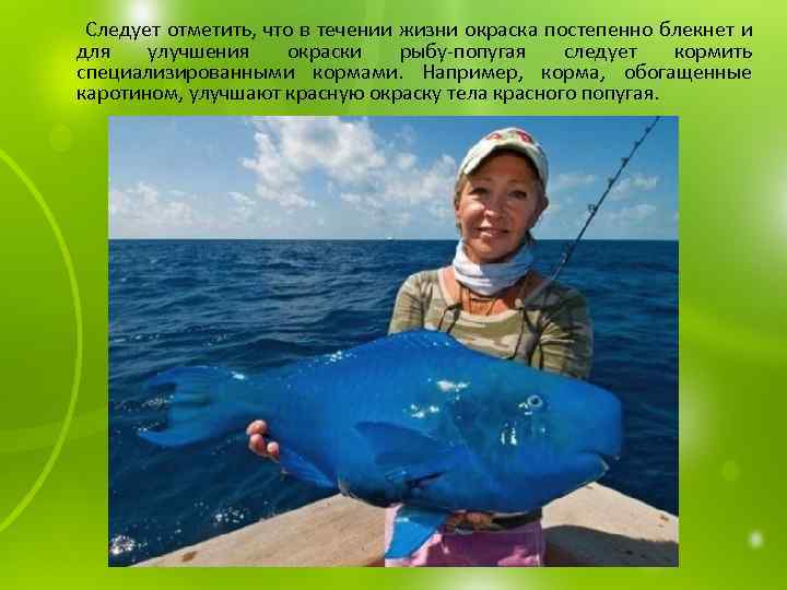  Следует отметить, что в течении жизни окраска постепенно блекнет и для улучшения окраски