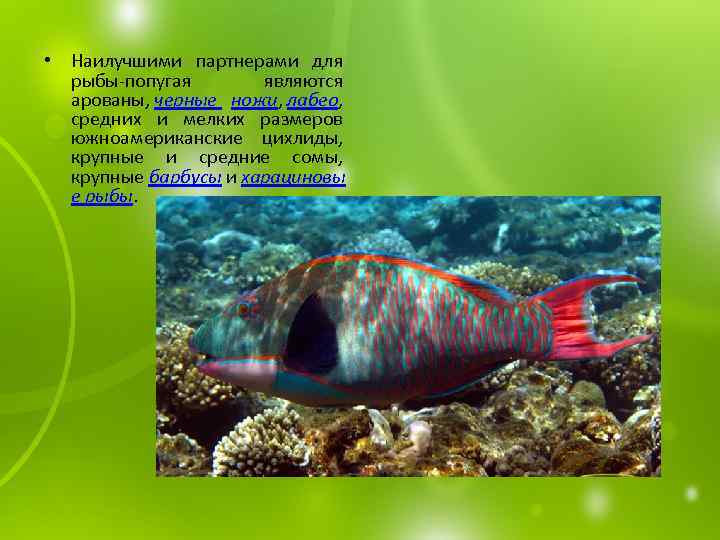  • Наилучшими партнерами для рыбы-попугая являются арованы, черные ножи, лабео, средних и мелких