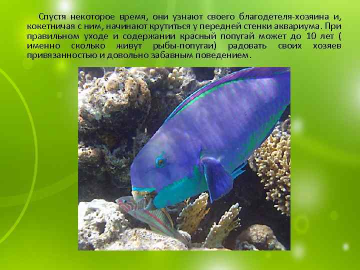  Спустя некоторое время, они узнают своего благодетеля-хозяина и, кокетничая с ним, начинают крутиться