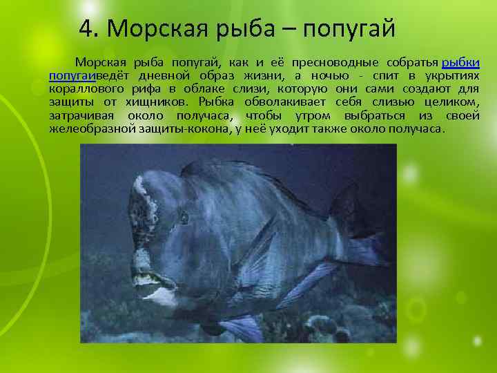 4. Морская рыба – попугай Морская рыба попугай, как и её пресноводные собратья рыбки