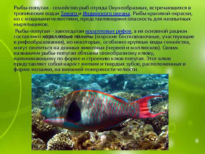  Рыбы-попугаи - семейство рыб отряда Окунеобразных, встречающихся в тропических водах Тихого и Индийского