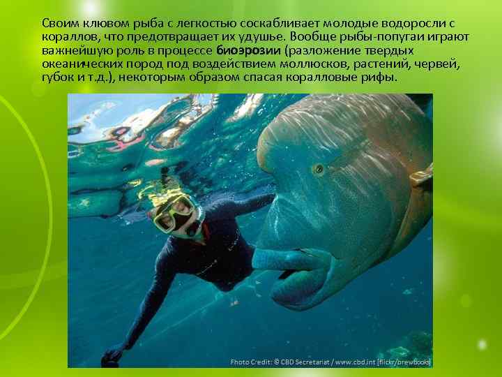  Своим клювом рыба с легкостью соскабливает молодые водоросли с кораллов, что предотвращает их