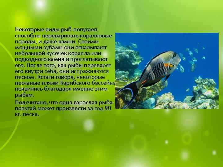  Некоторые виды рыб-попугаев способны переваривать коралловые породы, и даже камни. Своими мощными зубами