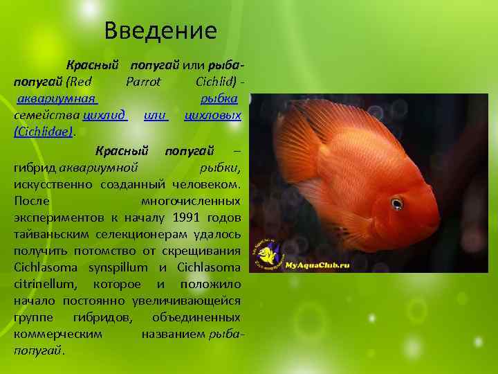 Введение Красный попугай или рыбапопугай (Red Parrot Cichlid) аквариумная рыбка семейства цихлид или цихловых