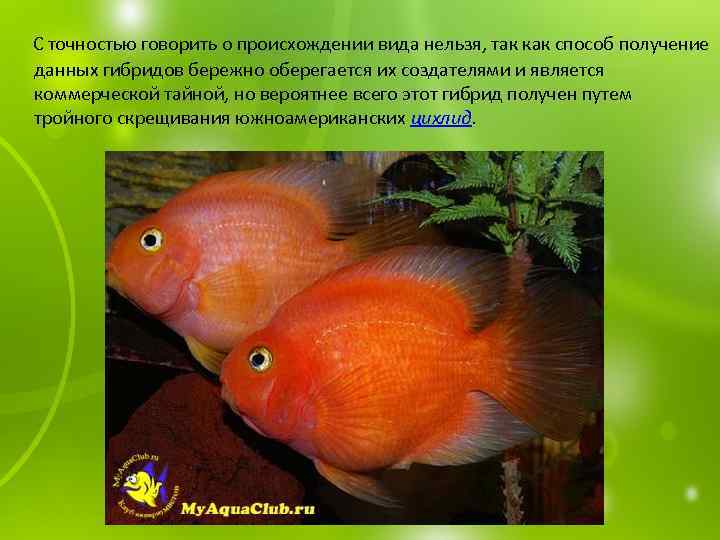  С точностью говорить о происхождении вида нельзя, так как способ получение данных гибридов