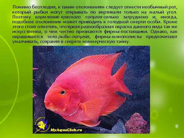  Помимо бесплодия, к таким отклонениям следует отнести необычный рот, который рыбки могут открывать