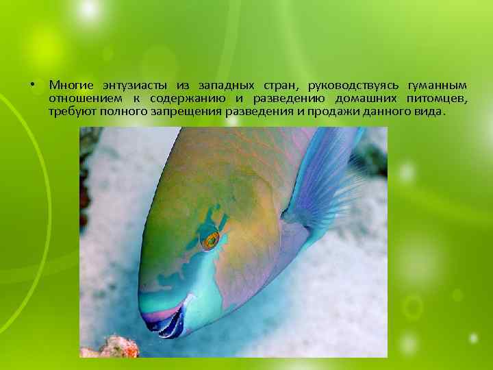  • Многие энтузиасты из западных стран, руководствуясь гуманным отношением к содержанию и разведению