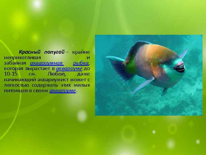 Красный попугай – крайне неприхотливая и забавная аквариумная рыбка, которая вырастает в аквариуме до