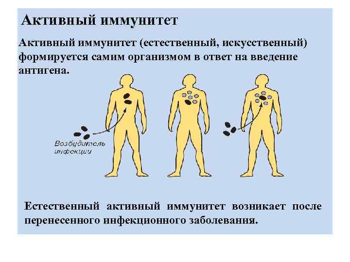 Активный иммунитет (естественный, искусственный) формируется самим организмом в ответ на введение антигена. Естественный активный