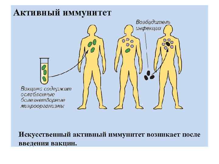 Активный иммунитет Искусственный активный иммунитет возникает после введения вакцин. 