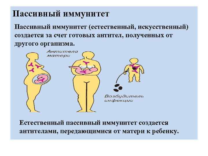 Пассивный иммунитет (естественный, искусственный) создается за счет готовых антител, полученных от другого организма. Естественный