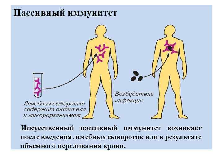 Пассивный иммунитет Искусственный пассивный иммунитет возникает после введения лечебных сывороток или в результате объемного