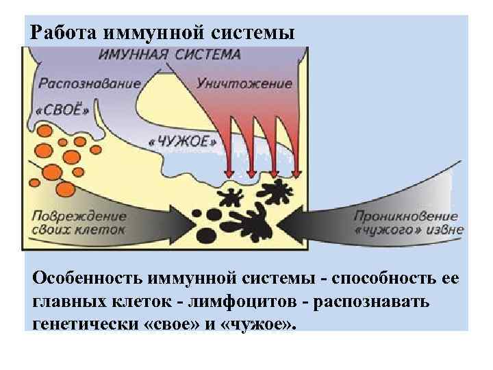 Работа иммунной системы Особенность иммунной системы - способность ее главных клеток - лимфоцитов -