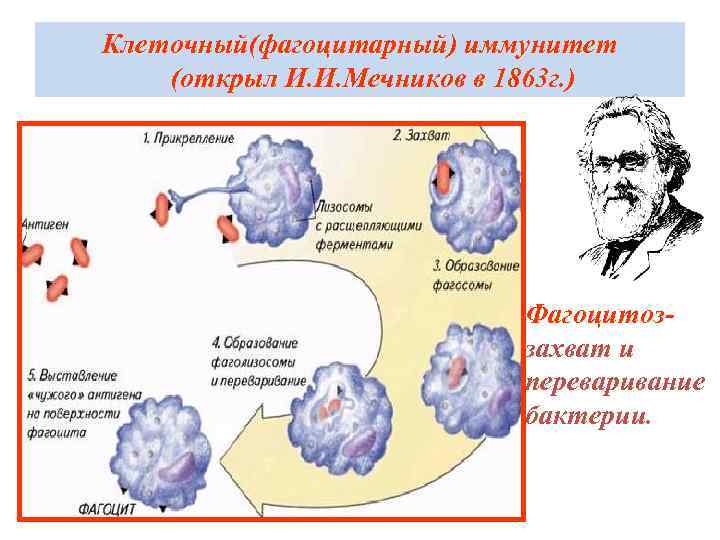 Клеточный(фагоцитарный) иммунитет (открыл И. И. Мечников в 1863 г. ) Фагоцитоззахват и переваривание бактерии