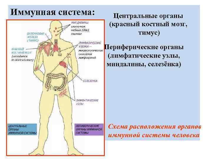 Иммунная система: Центральные органы (красный костный мозг, тимус) Периферические органы (лимфатические узлы, миндалины, селезёнка)