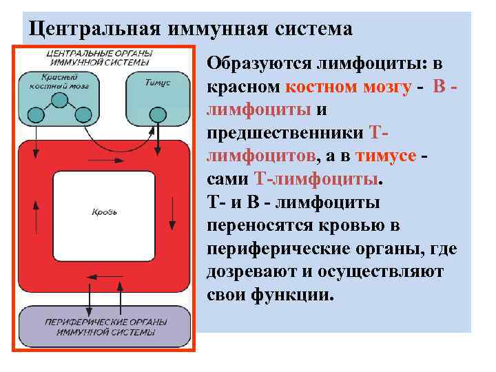 Центральная иммунная система Образуются лимфоциты: в красном костном мозгу - В лимфоциты и предшественники